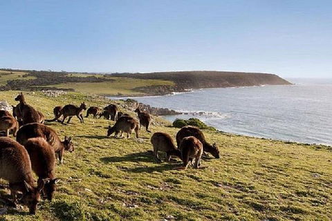 Kangaroo Island Personal Group Tours - New South Wales Tourism  0