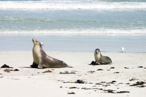 Kangaroo Island Personal Group Tours - New South Wales Tourism  3