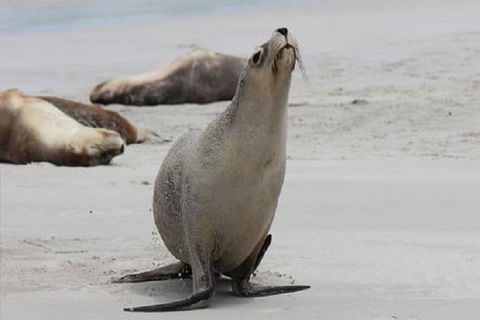 Kangaroo Island Personal Group Tours - New South Wales Tourism  4
