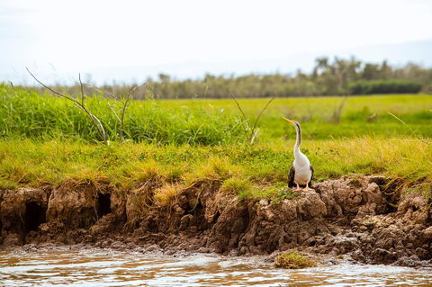 Darwin City Sights And Jumping Crocodile Cruise - New South Wales Tourism  2