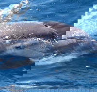 Jervis Bay Dolphin Watch Cruise - New South Wales Tourism 