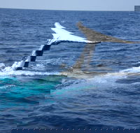 Whale Watching Jervis Bay - New South Wales Tourism 