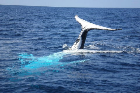 Whale Watching Jervis Bay - New South Wales Tourism  0