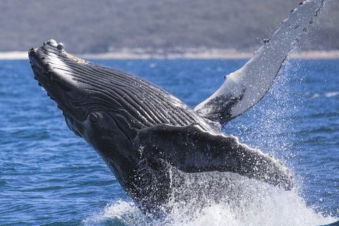 Whale Watching Jervis Bay - New South Wales Tourism  2
