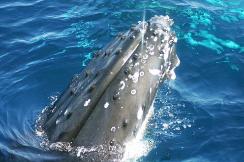 Whale Watching Jervis Bay - New South Wales Tourism  3