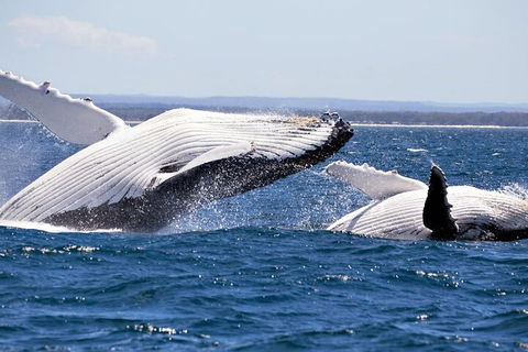 Whale Watching Jervis Bay - New South Wales Tourism  5