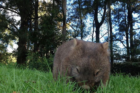 From The Mountains To The Bay - 4 Day Rediscovery Private Tour - New South Wales Tourism  5