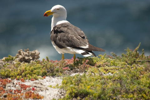 From The Mountains To The Bay - 4 Day Rediscovery Small Group Tour - New South Wales Tourism  1