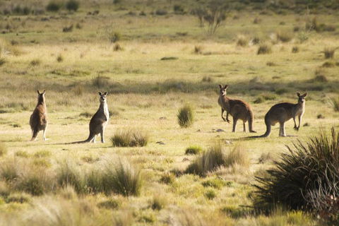 From The Mountains To The Bay - 4 Day Rediscovery Small Group Tour - New South Wales Tourism  4