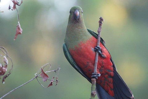 Inside The Greater Blue Mountains World Heritage - A Wildlife Safari Overnight - New South Wales Tourism  0