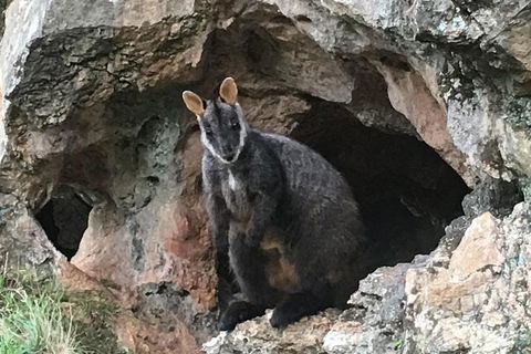 Inside The Greater Blue Mountains World Heritage - A Wildlife Safari Overnight - New South Wales Tourism  1