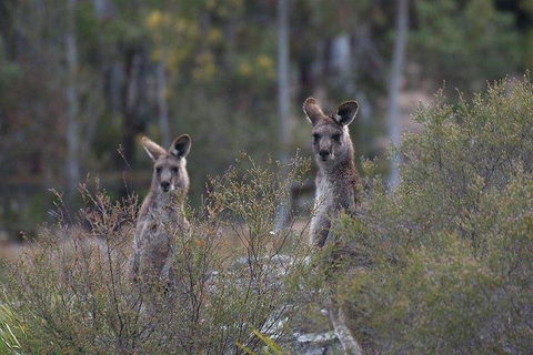 Inside The Greater Blue Mountains World Heritage - A Wildlife Safari Overnight - New South Wales Tourism  2