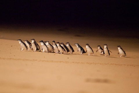 The Ultimate Melbourne Attractions Pass - New South Wales Tourism  5