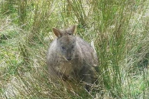 Leven Canyon Day Trip Including Wings Wildlife Park Or Gunns Plains Caves - New South Wales Tourism  3
