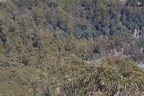 Leven Canyon Day Trip Including Wings Wildlife Park Or Gunns Plains Caves - New South Wales Tourism  4
