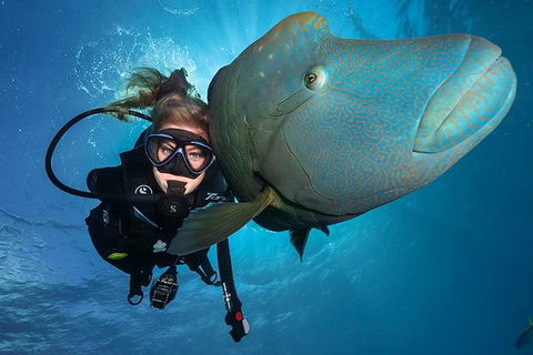 Great Barrier Reef Snorkeling And Diving Cruise From Cairns - New South Wales Tourism  0