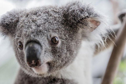 Ultimate Sydney Pass - New South Wales Tourism  2