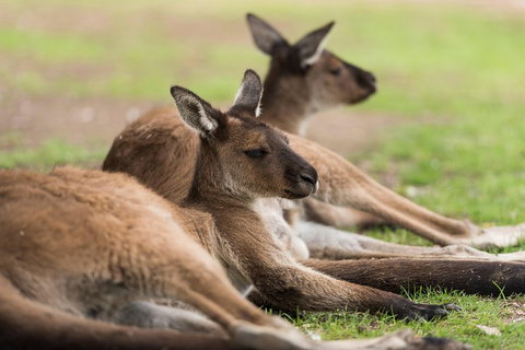 Private Ballarat And Sovereign Hill Tour From Melbourne - New South Wales Tourism  0