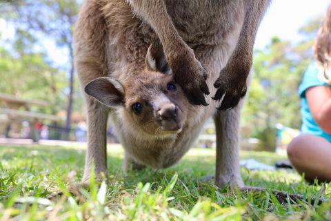 Luxury Hunter Valley Wildlife, Wine & Vodka Tasting Tour From Sydney - New South Wales Tourism  3