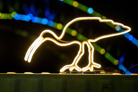 Walk The Lights â€”Â A VIVID Festival Walking Tour - New South Wales Tourism  2