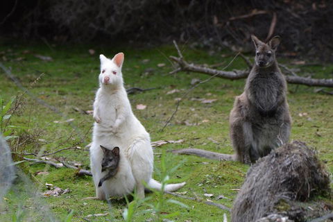 Full-Day Guided Bruny Island Tour From Hobart - New South Wales Tourism  0