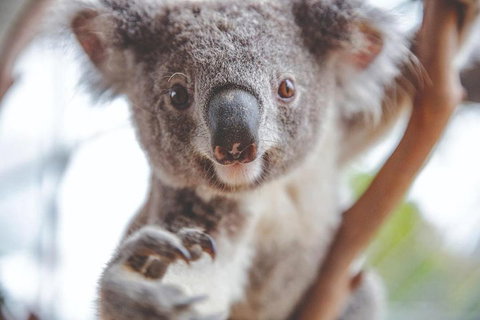 Hop-On Hop-Off Bus And PLUS 4 Merlin Attractions - New South Wales Tourism  2