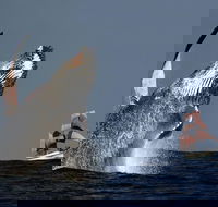 Sydney Harbour Tall Ship Whale  Sail - Whale Watching Cruise - New South Wales Tourism 
