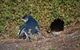 Small-Group Phillip Island Penguin Parade Day Tour From Melbourne - thumb 1