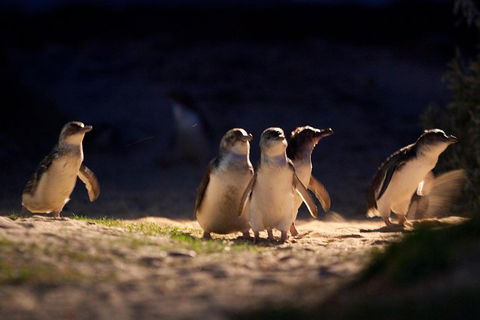 Small-Group Phillip Island Penguin Parade Day Tour From Melbourne - New South Wales Tourism  5