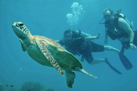 Ocean Freedom Great Barrier Reef Personal Luxury Snorkel & Dive Cruise, Cairns - New South Wales Tourism  4