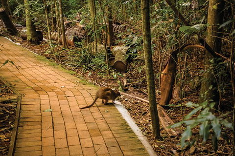 Full Day Sunshine Coast Hinterland Luxury Small Group Tour From Brisbane - New South Wales Tourism  3
