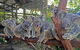 Best Of Kuranda Including Skyrail, Kuranda Scenic Railway And Rainforestation - thumb 4