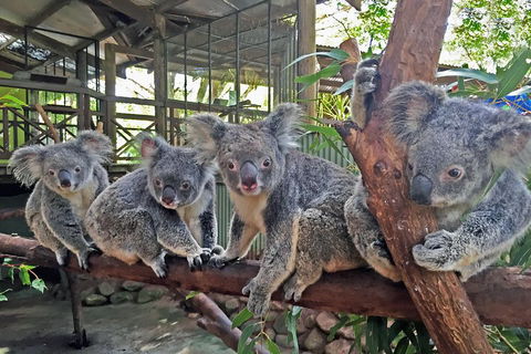 Best Of Kuranda Including Skyrail, Kuranda Scenic Railway And Rainforestation - New South Wales Tourism  4
