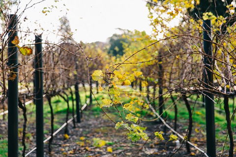 Australian Wine Discovery Tour Ticket - New South Wales Tourism  4