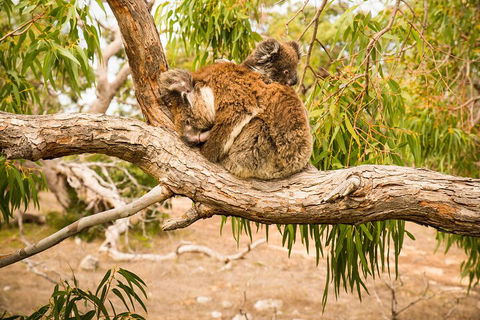 10 Day Perth To Adelaide Private Tour - The Great Australian Wilderness Journey - New South Wales Tourism  4