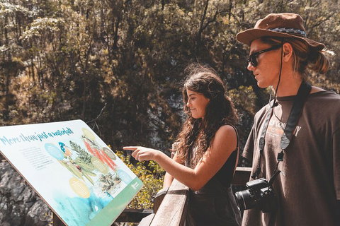 Springbrook AndTamborine Rainforest Tour Incl Natural Bridge And Glow Worm Cave - New South Wales Tourism  0