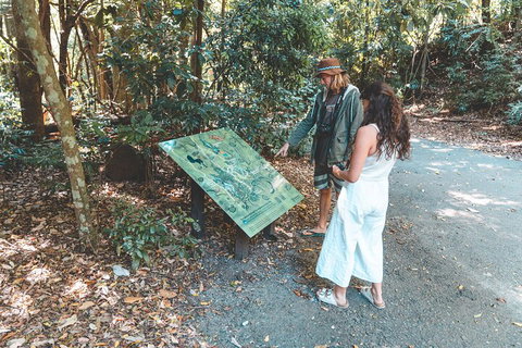 Springbrook AndTamborine Rainforest Tour Incl Natural Bridge And Glow Worm Cave - New South Wales Tourism  5