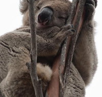 2-Day Kangaroo Island 4WD Small-Group Tour from Adelaide - New South Wales Tourism 