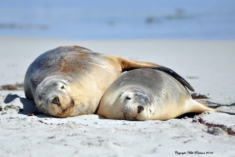NEW TOUR - Kangaroo Island Road To Recovery Tour (1 Day/1 Night) - New South Wales Tourism  1