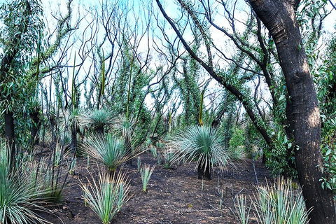 NEW TOUR - Kangaroo Island Road To Recovery Tour (1 Day/1 Night) - New South Wales Tourism  3