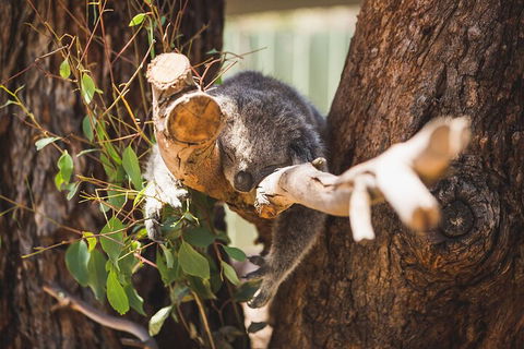 Melbourne City Tour And Phillip Island In One Day - New South Wales Tourism  0