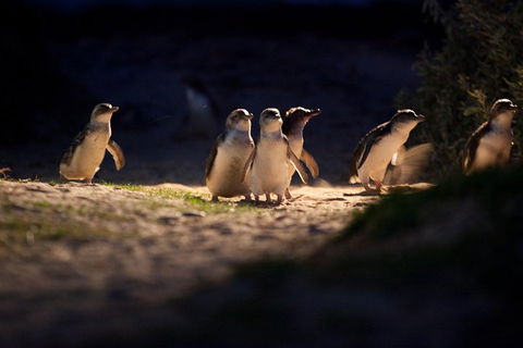 Melbourne City Tour And Phillip Island In One Day - New South Wales Tourism  4