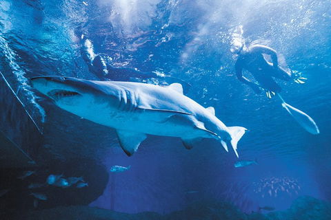 Snorkel With Sharks At AQWA - New South Wales Tourism  5