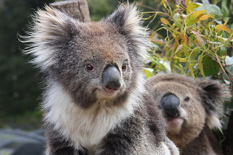 Kuranda Koala Gardens And Birdworld Admission Tickets - New South Wales Tourism  0