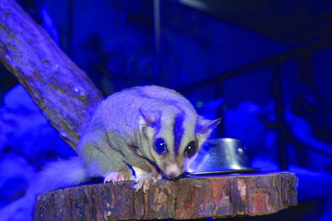 Kuranda Koala Gardens And Birdworld Admission Tickets - New South Wales Tourism  1