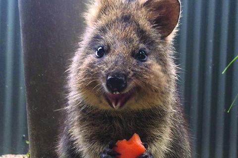 Kuranda Koala Gardens And Birdworld Admission Tickets - New South Wales Tourism  2