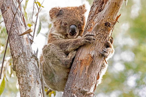 Wild Australian Wildlife 4WD Tour From Sydney - New South Wales Tourism  1