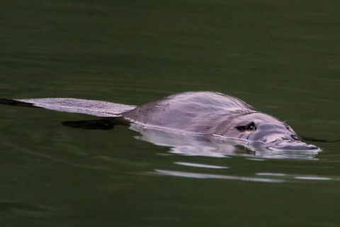 Wild Australian Wildlife 4WD Tour From Sydney - New South Wales Tourism  2