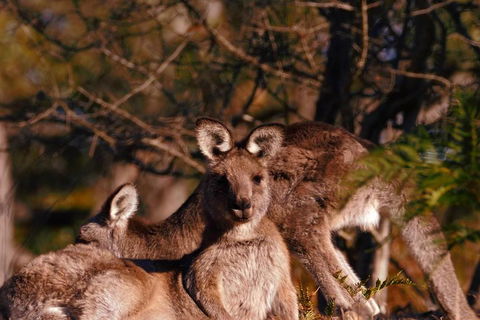Wild Australian Wildlife 4WD Tour From Sydney - New South Wales Tourism  3