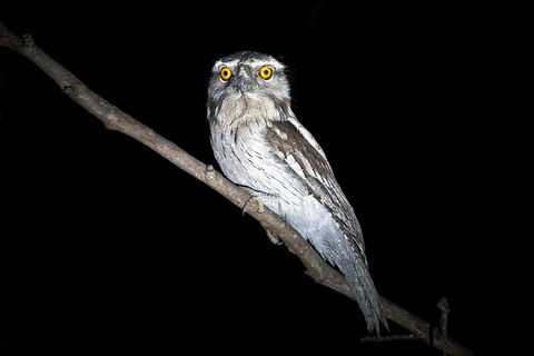 Wild Australian Wildlife 4WD Tour From Sydney - New South Wales Tourism  4